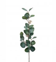 Eucalyptus med bär 70 cm