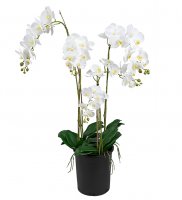 Orkidé i kruka 130 cm - Vit