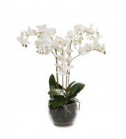 Orkidé i glaskruka 70 cm