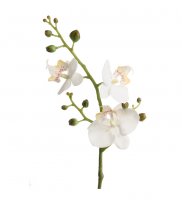 Orkidé 50 cm