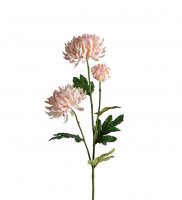 Chrysanthemum Rosa 60 cm