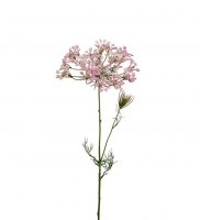 Allium 70 cm