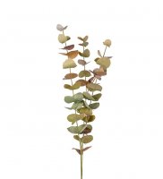Eucalyptus 60 cm - Grön/brun