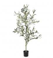 Olivträd - 120 cm